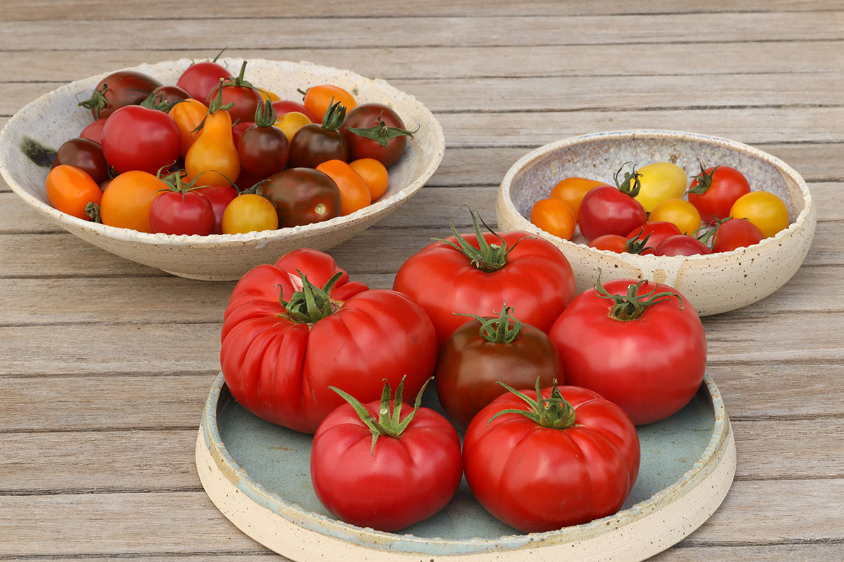 Het walhalla der tomaten: biobedrijf Vermeulen